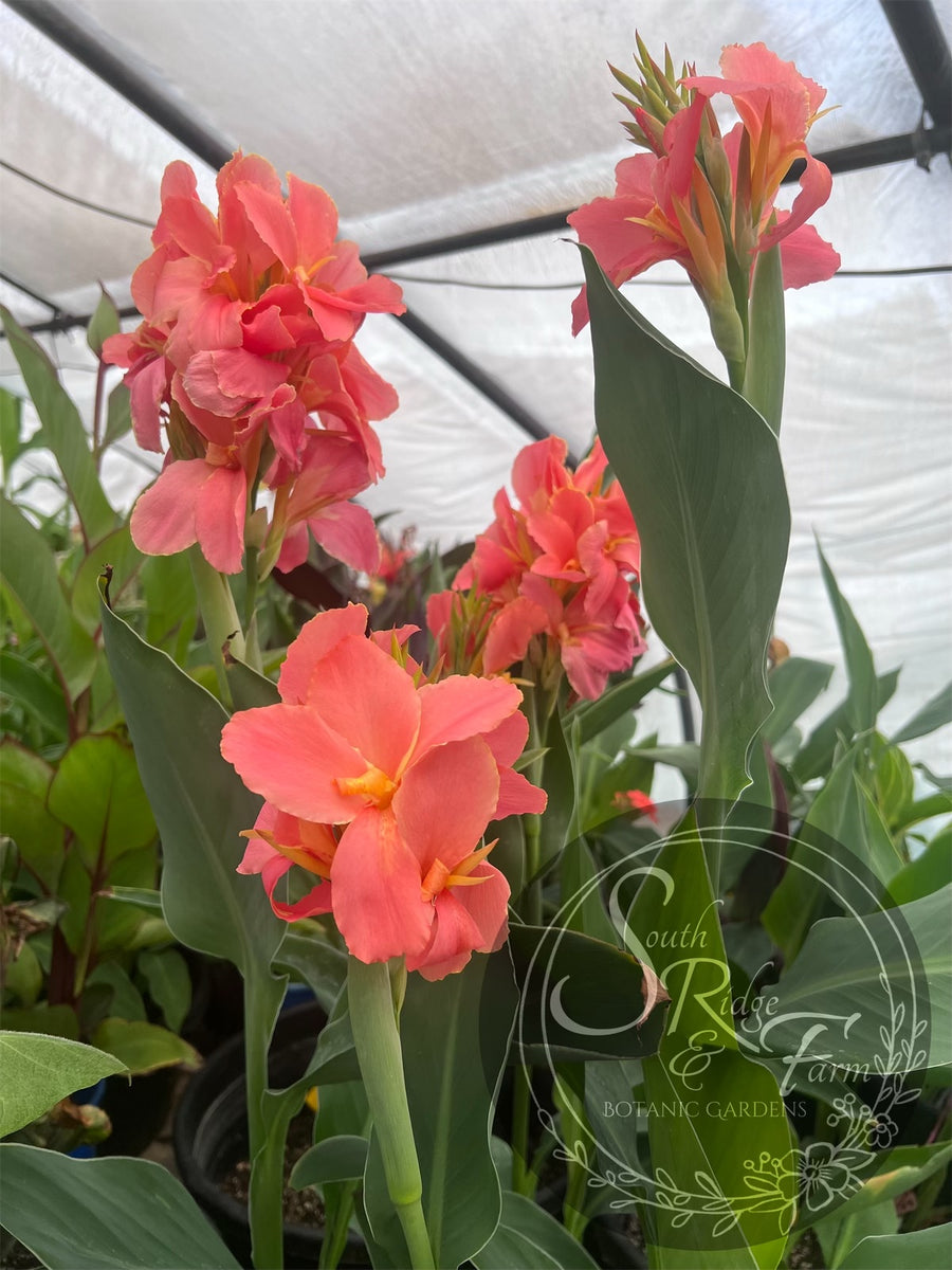 canna 'Evie' – South Ridge Farm & Botanic Gardens