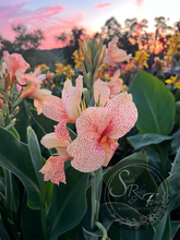 Load image into Gallery viewer, canna &#39;Mary Finley&#39;