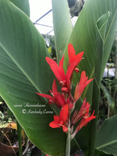 Load image into Gallery viewer, canna &#39;Hummerhaven&#39;
