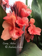 Load image into Gallery viewer, canna &#39;Halina&#39;