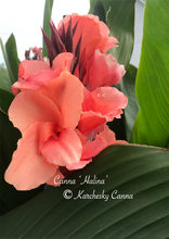 Load image into Gallery viewer, canna &#39;Halina&#39;