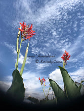 Load image into Gallery viewer, canna &#39;Hummerhaven&#39;