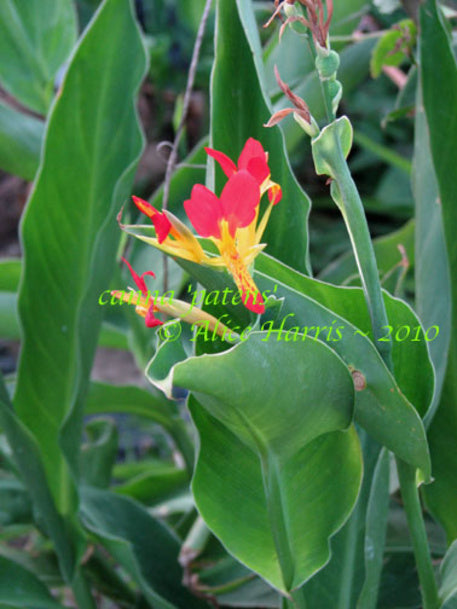 canna 'Patens'