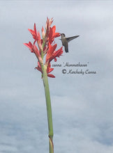 Load image into Gallery viewer, canna &#39;Hummerhaven&#39;