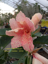 Load image into Gallery viewer, canna &#39;Mary Finley&#39;