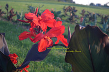 Load image into Gallery viewer, canna &#39;Monsieur Risqué&#39;