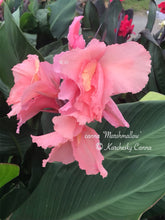 Load image into Gallery viewer, canna &#39;Marshmallow&#39;