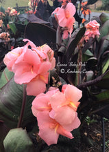 Load image into Gallery viewer, canna &#39;Baby Pink&#39;