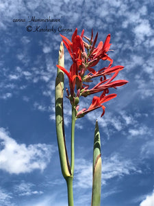 canna 'Hummerhaven'