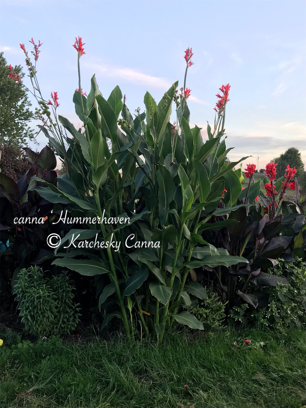 canna 'Hummerhaven'