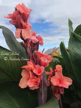 Load image into Gallery viewer, canna &#39;Halina&#39;