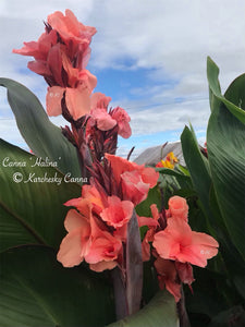 canna 'Halina'