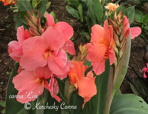 canna 'Evie'