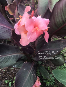canna 'Baby Pink'