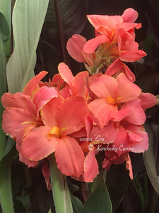 canna 'Evie'