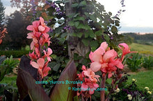 Load image into Gallery viewer, canna &#39;Aurora Borealis&#39;