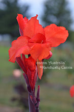 Load image into Gallery viewer, canna &#39;Australia&#39;