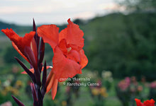 Load image into Gallery viewer, canna &#39;Australia&#39;