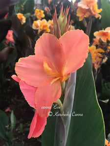 canna 'Evie'