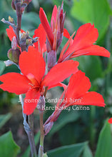 Load image into Gallery viewer, canna &#39;Cardinal Sinn&#39;