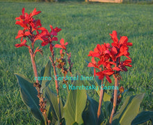 Load image into Gallery viewer, canna &#39;Cardinal Sinn&#39;