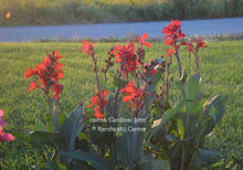 Load image into Gallery viewer, canna &#39;Cardinal Sinn&#39;