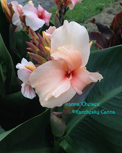 Load image into Gallery viewer, canna &#39;Chelsea&#39;