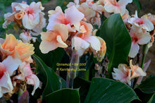 Load image into Gallery viewer, canna &#39;Chelsea&#39;