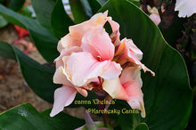 Load image into Gallery viewer, canna &#39;Chelsea&#39;