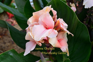 canna 'Chelsea'