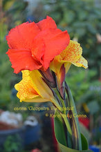 Load image into Gallery viewer, canna &#39;Cleopatra Variegated&#39;