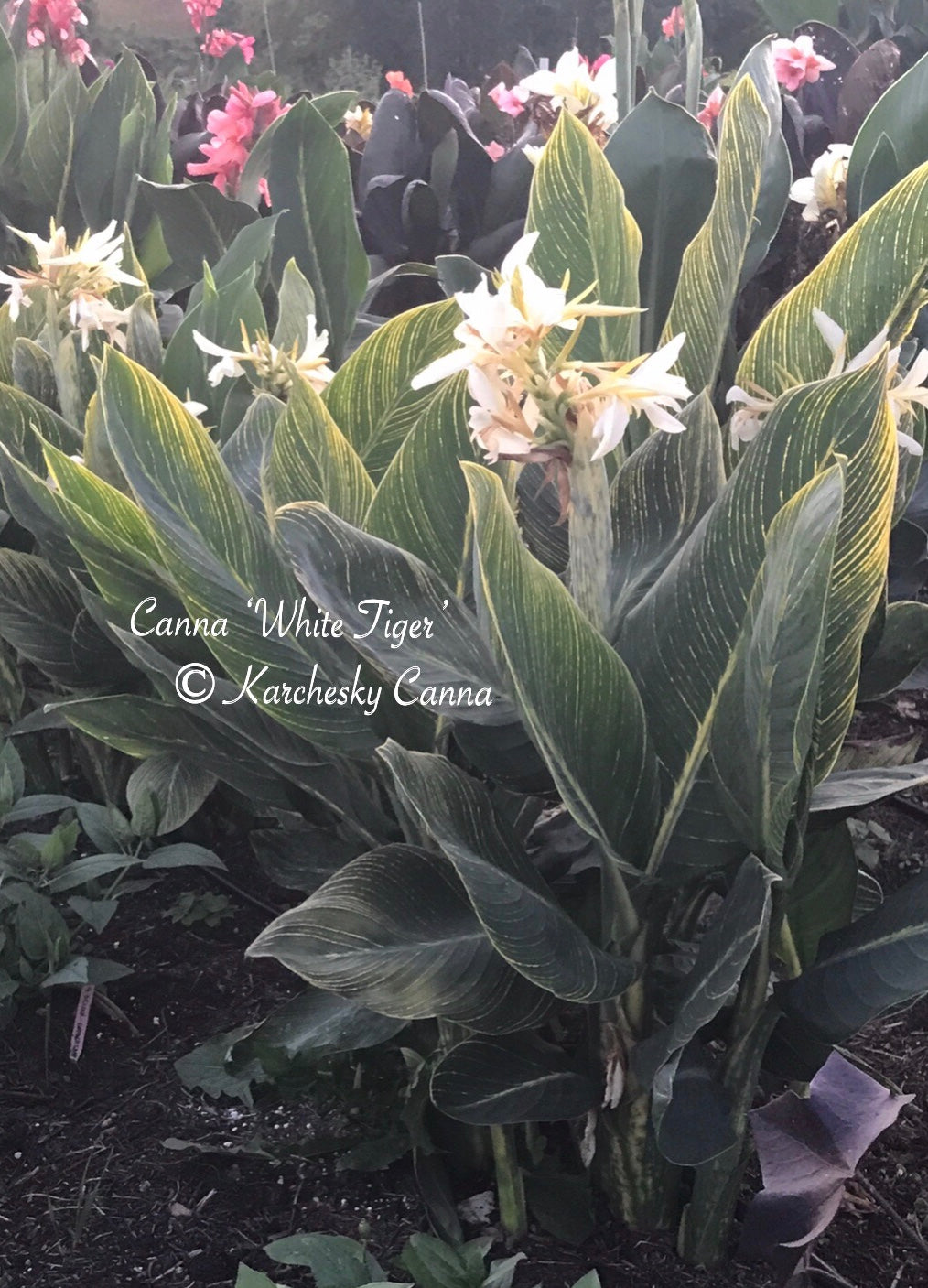 white tiger canna lily canna 'White Tiger' – South Ridge Farm & Botanic Gardens