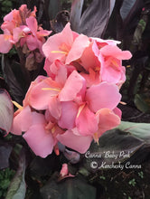 Load image into Gallery viewer, canna &#39;Baby Pink&#39;