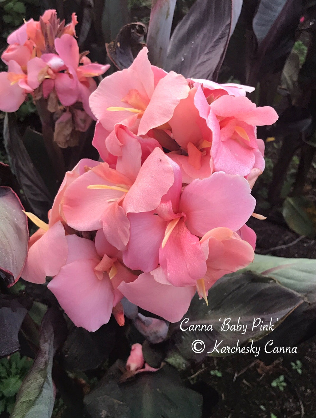 canna 'Baby Pink'