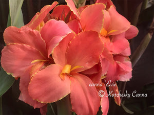 canna 'Evie'