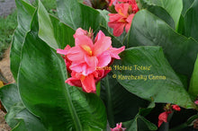 Load image into Gallery viewer, canna &#39;Hotsie Totsie&#39;