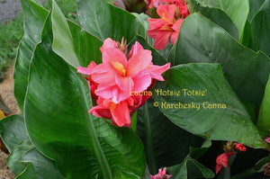 canna 'Hotsie Totsie'