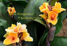 Load image into Gallery viewer, canna &#39;Midnight Sun&#39;