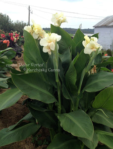 canna 'Polar Vortex'