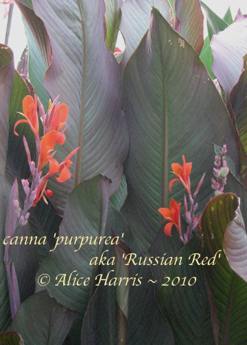 canna 'Purpurea'