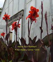 Load image into Gallery viewer, canna &#39;Red Humbert&#39;