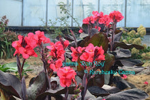 Load image into Gallery viewer, canna &#39;Rob Roy&#39;
