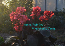 Load image into Gallery viewer, canna &#39;Rob Roy&#39;
