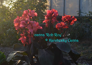canna 'Rob Roy'