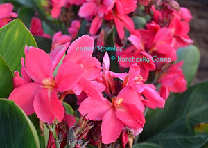 canna 'Rosalee'