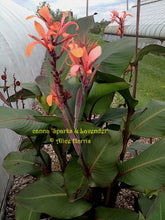 Load image into Gallery viewer, canna &#39;Sparks and Lavender&#39;