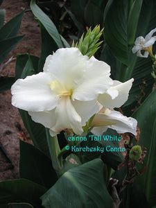 canna lily tropical white canna 'Tall White' – South Ridge Farm & Botanic Gardens