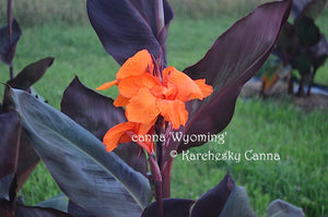 canna 'Wyoming'