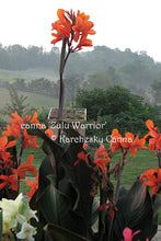 Load image into Gallery viewer, canna &#39;Zulu Warrior&#39;