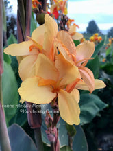 Load image into Gallery viewer, canna &#39;Angele Martin&#39;